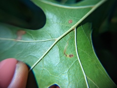 Stigmella quercipulchella