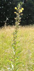 Oenothera hoelscheri
