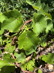Vitis cinerea