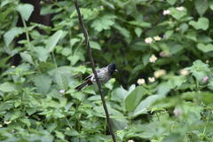 Pycnonotus cafer