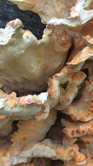 Laetiporus cincinnatus