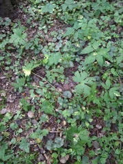 Aconitum lasiostomum
