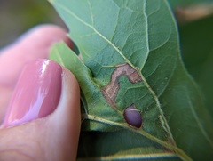 Stigmella quercipulchella