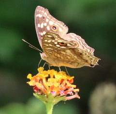 Junonia lemonias