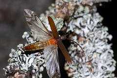 Calopus serraticornis