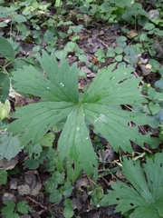 Aconitum lasiostomum