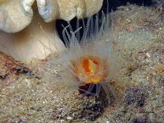 Balanophyllia