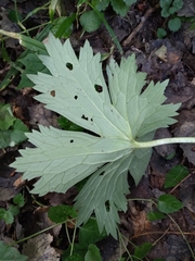 Aconitum lasiostomum