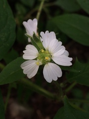 Polymnia laevigata