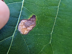 Taphrina caerulescens