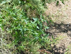 Scrophularia parviflora