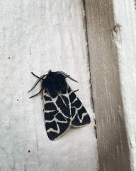 Apantesis nevadensis