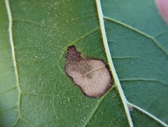 Taphrina caerulescens