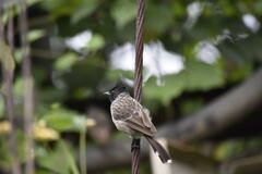 Pycnonotus cafer