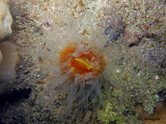 Balanophyllia