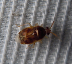 Deraeocoris lutescens