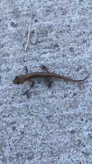 Lissotriton