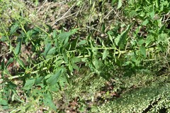 Scrophularia parviflora