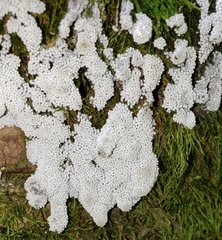 Ceratiomyxa fruticulosa