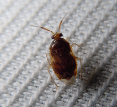 Deraeocoris lutescens