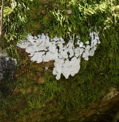 Ceratiomyxa fruticulosa