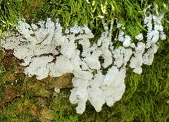 Ceratiomyxa fruticulosa