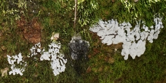 Ceratiomyxa fruticulosa
