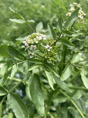 Nasturtium officinale