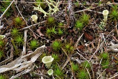 Cladonia pyxidata