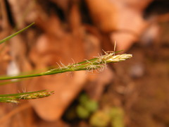 Carex albicans
