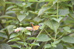 Danaus chrysippus