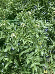 Nasturtium officinale