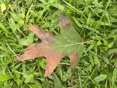 Quercus
