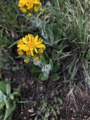 Senecio integerrimus
