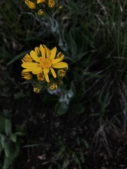 Senecio integerrimus