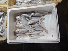 Pennahia argentata