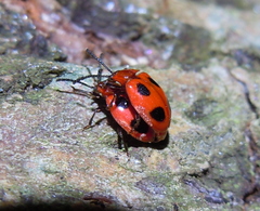 Endomychus coccineus