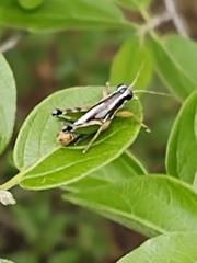 Phaedrotettix