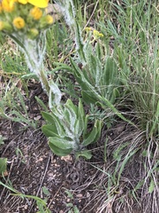 Senecio integerrimus