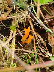 Calocera viscosa
