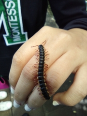 Asiomorpha coarctata
