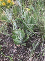 Senecio integerrimus