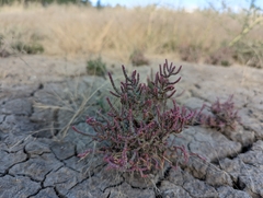 Salicornia rubra