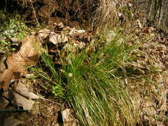 Carex albicans