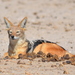 African Jackals - Photo (c) copper, some rights reserved (CC BY-NC), uploaded by copper