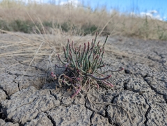Salicornia rubra