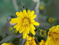 Hieracium sabaudum