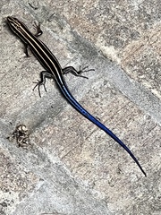 Plestiodon