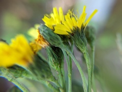 Hieracium sabaudum