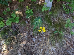Hieracium sabaudum